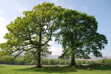 Fototapeta na wymiar Dwa drzewa w polu z jasnym słońcu wiosennym