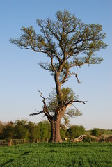 Tree in field of crops during springtime