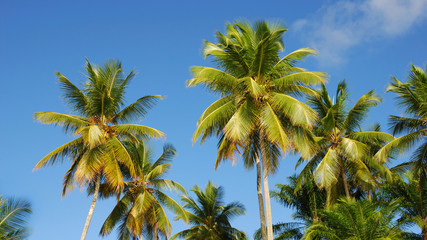 Fototapeta na wymiar forêt de cocotiers