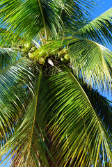 noix de cocos