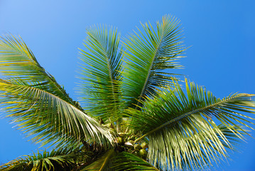 Fototapeta premium cheveux de cocotier