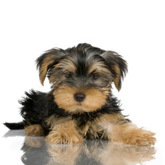 pupyy Yorkshire Terrier in front of a white background
