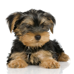 pupyy Yorkshire Terrier in front of a white background