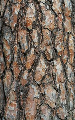 Obraz premium Bark of an old Tree- pine