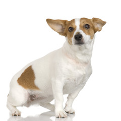 adult Jack russel in front of a white background