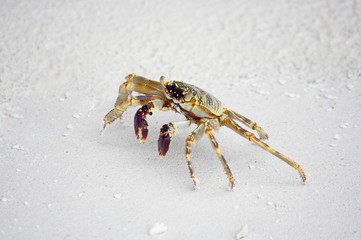 Ghost crab running through the white sand beach