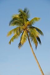 cocotier solitaire 3