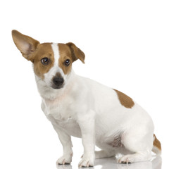 adult Jack russel in front of a white background