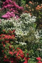 Fototapeta na wymiar Beauty colored garden on spring