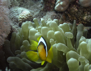 Two-banded anemonefishe (Amphiprion bicinctus)