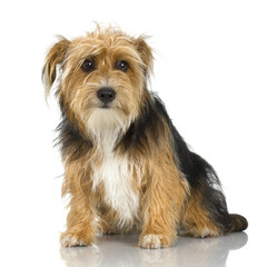 Young Yorkshire Terrier in front of a white background