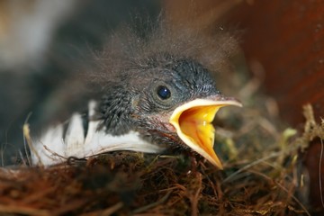 Chicks in the nest under cover of