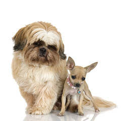 chihuahua and Shih Tzuin front of white background