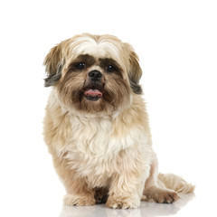 Shih Tzu in front of white background and facing the camera