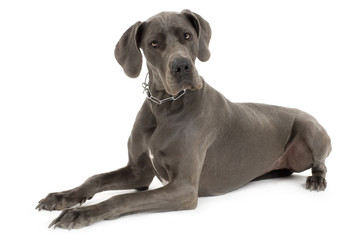 Grey Great Dane lying down in front of white background
