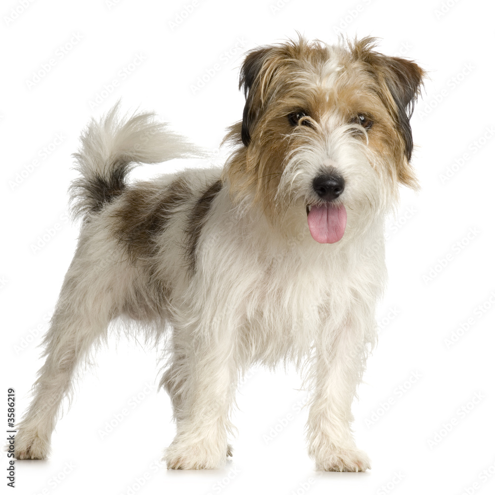 Wall mural jack russel long haired in front of a white background