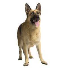 german shepherd standing up in front of white background