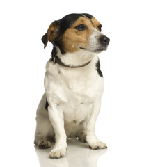 dog sitting in front of white background