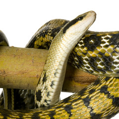 Rat snake in front of a white background