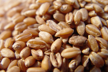 Arroz