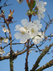 Fleurs de Ceisier