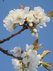 Fleurs de cerisier