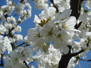 Fleurs de cerisier
