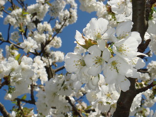 Fleurs de cerisier