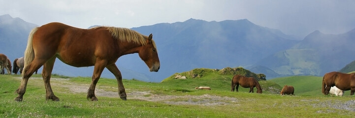 chevaux de montagne