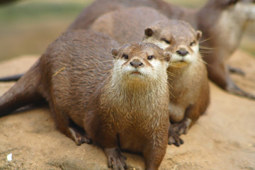 Otters
