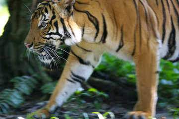 Malayan Tiger