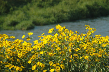 yellow flowers