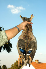 wild ducks