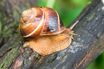 Snail in a Summer Garden 3