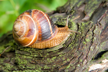 Snail in a Summer Garden 4