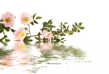 flowers reflected in water