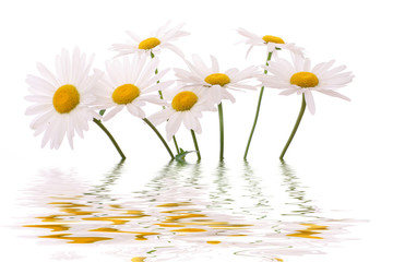 daisy reflected in water