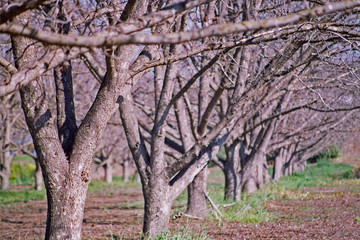 Fototapeta premium trees shedding of leaves