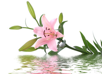 lily reflected in water