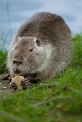 Nutria