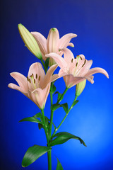 lily on blue background