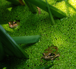 Grenouille verte #5