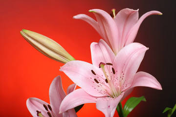 lily on red background