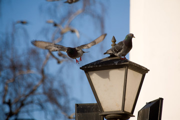 two pigeons on the lantern
