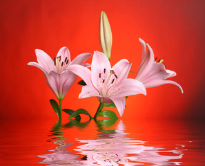 lily reflected in water