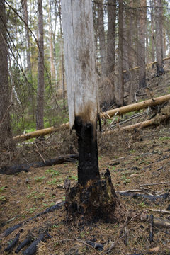 glade in the forest after the fire