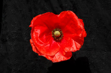 Red Poppy on Black background