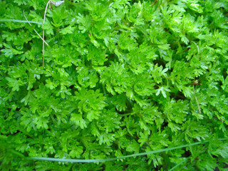 The fragment of flowerbed with green garden moss