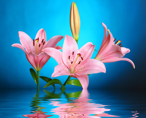 lily reflected in water