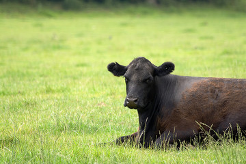 Aberdeen Angus